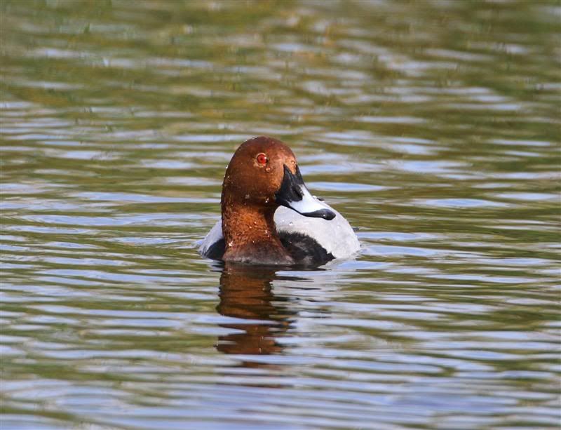 IMAGE: http://i118.photobucket.com/albums/o100/Passarinhos/Pochard003Medium.jpg