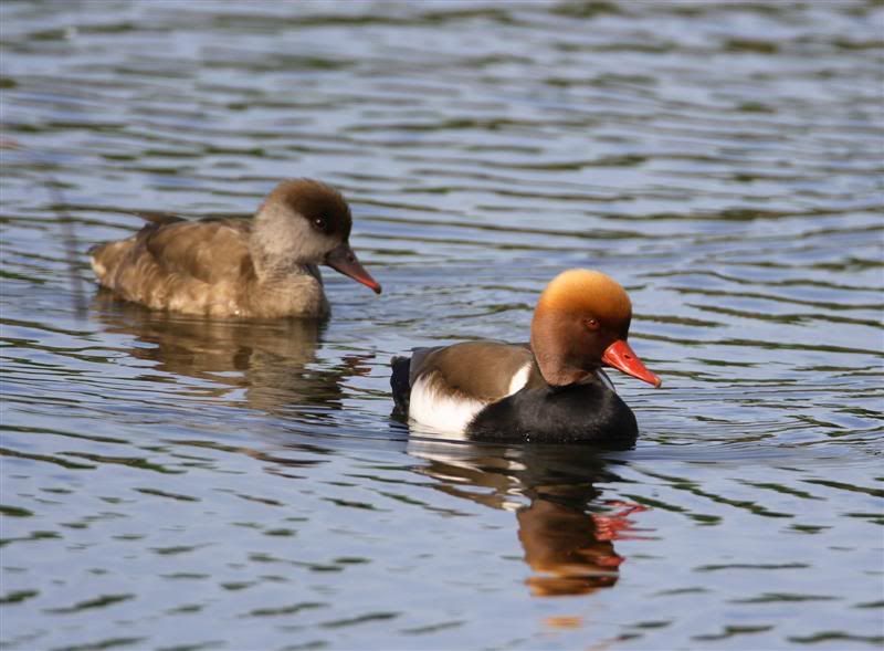 IMAGE: http://i118.photobucket.com/albums/o100/Passarinhos/Red-crestedPochard002Medium.jpg