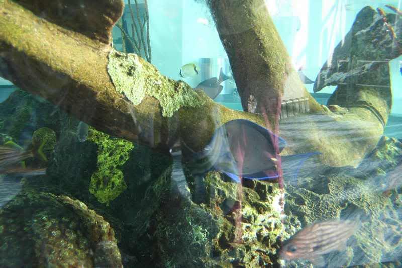 GBaqua001 - My Trip to the Aquarium! (Pic Intense)