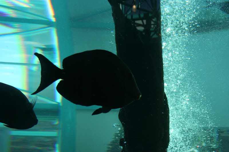 GBaqua004 - My Trip to the Aquarium! (Pic Intense)