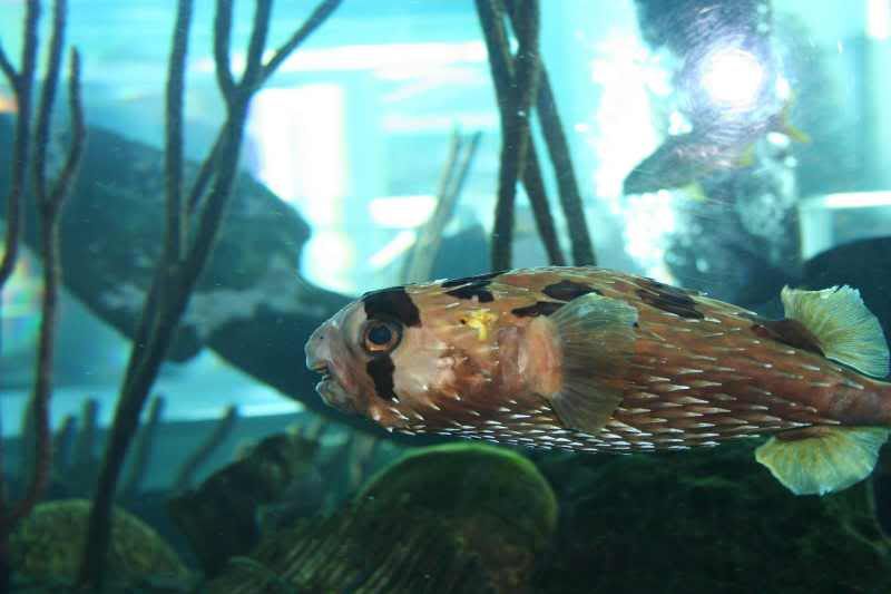 GBaqua005 - My Trip to the Aquarium! (Pic Intense)
