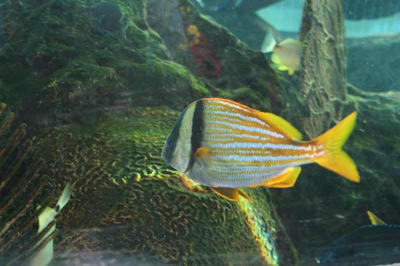 GBaqua006 - My Trip to the Aquarium! (Pic Intense)