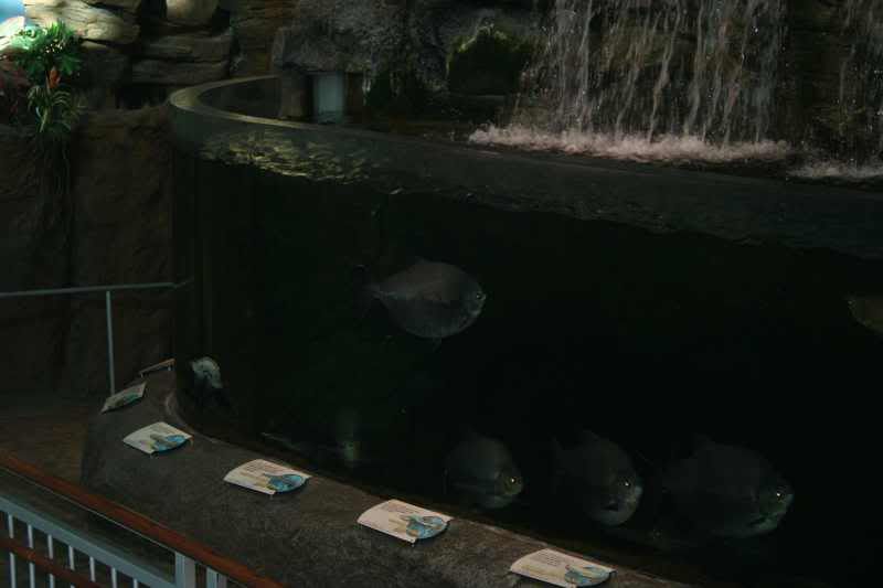GBaqua008 - My Trip to the Aquarium! (Pic Intense)