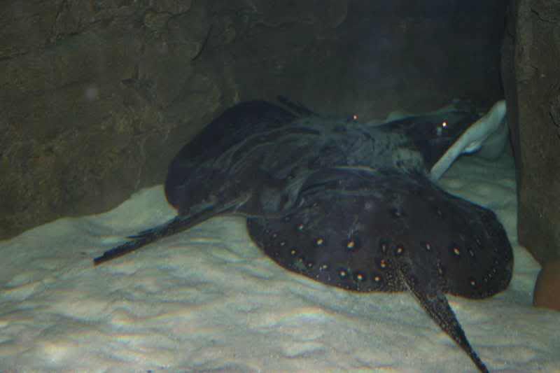 GBaqua009 - My Trip to the Aquarium! (Pic Intense)