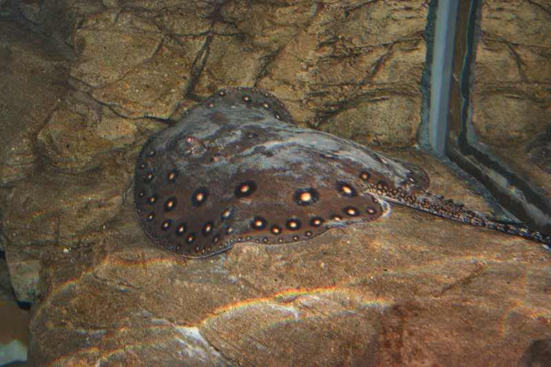 GBaqua010 - My Trip to the Aquarium! (Pic Intense)