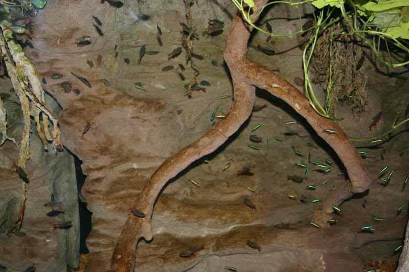 GBaqua014 - My Trip to the Aquarium! (Pic Intense)