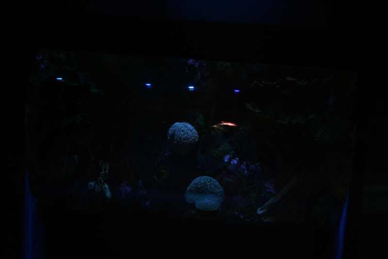 GBaqua018 - My Trip to the Aquarium! (Pic Intense)