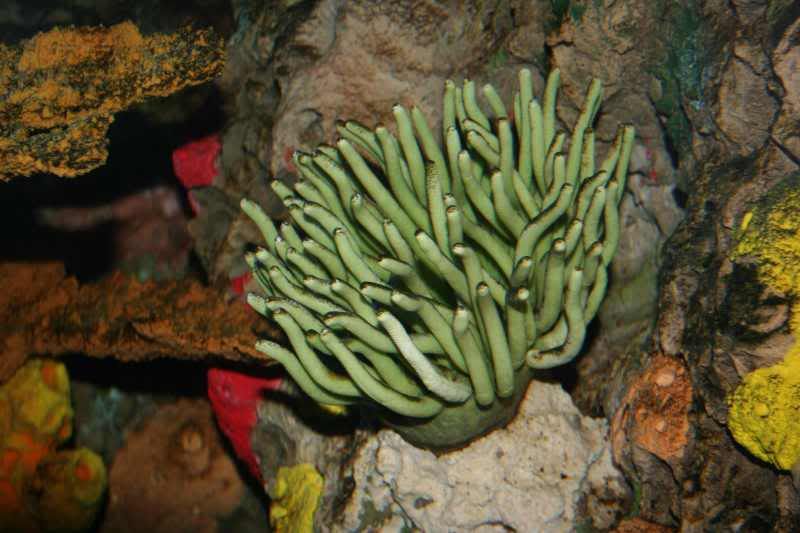 GBaqua020 - My Trip to the Aquarium! (Pic Intense)