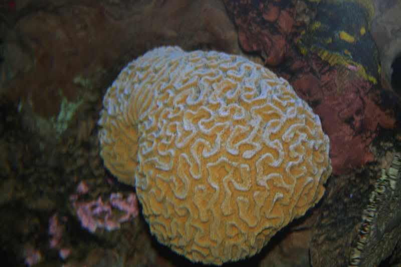 GBaqua021 - My Trip to the Aquarium! (Pic Intense)