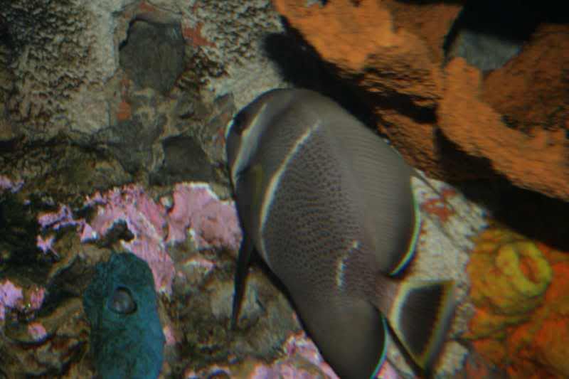 GBaqua022 - My Trip to the Aquarium! (Pic Intense)