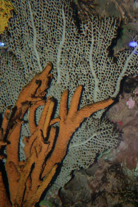 GBaqua023 - My Trip to the Aquarium! (Pic Intense)
