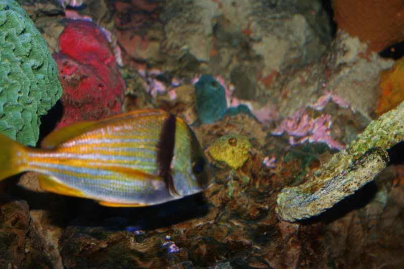 GBaqua024 - My Trip to the Aquarium! (Pic Intense)