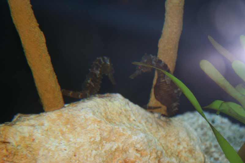 GBaqua025 - My Trip to the Aquarium! (Pic Intense)
