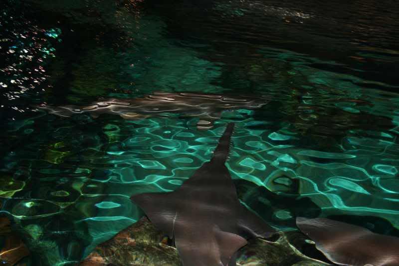 GBaqua031 - My Trip to the Aquarium! (Pic Intense)