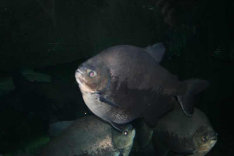 GBaqua032 - My Trip to the Aquarium! (Pic Intense)