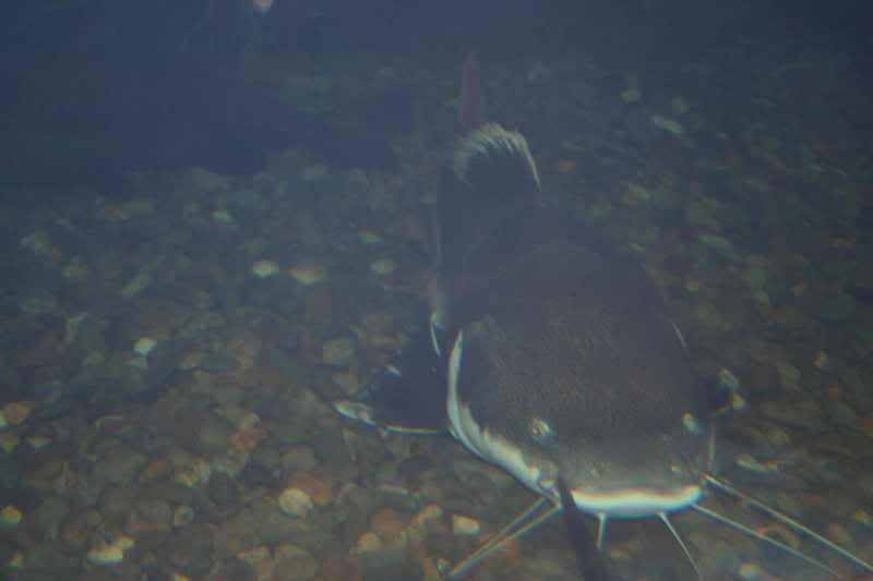 GBaqua033 - My Trip to the Aquarium! (Pic Intense)
