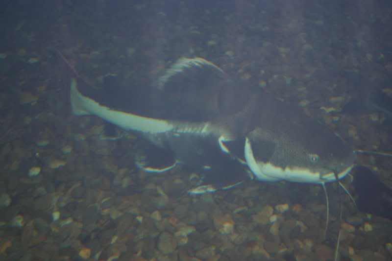GBaqua034 - My Trip to the Aquarium! (Pic Intense)