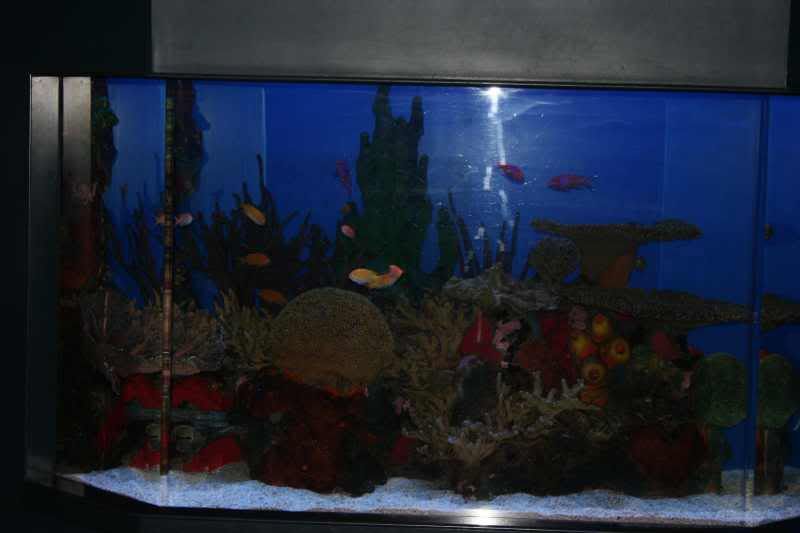 GBaqua036 - My Trip to the Aquarium! (Pic Intense)