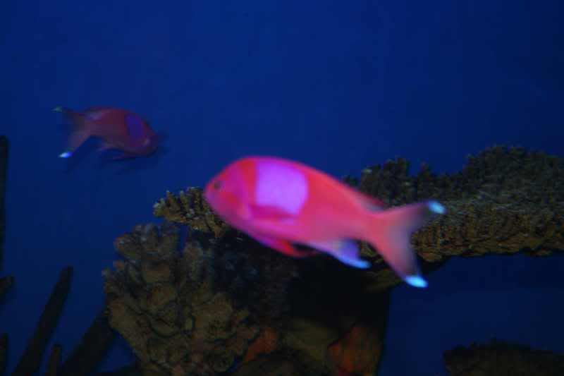 GBaqua037 - My Trip to the Aquarium! (Pic Intense)