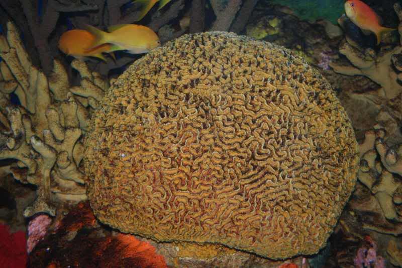 GBaqua038 - My Trip to the Aquarium! (Pic Intense)
