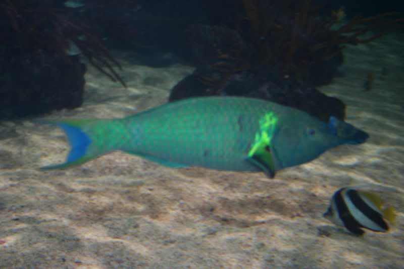 GBaqua043 - My Trip to the Aquarium! (Pic Intense)