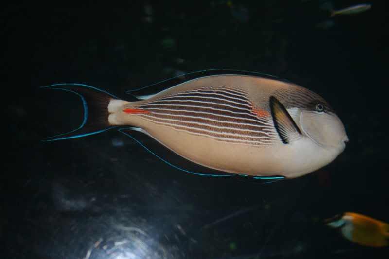 GBaqua044 - My Trip to the Aquarium! (Pic Intense)