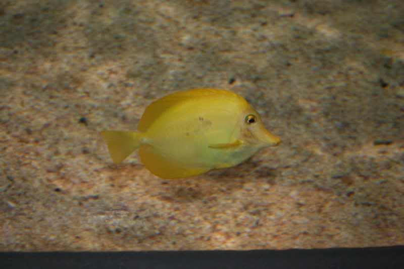 GBaqua046 - My Trip to the Aquarium! (Pic Intense)