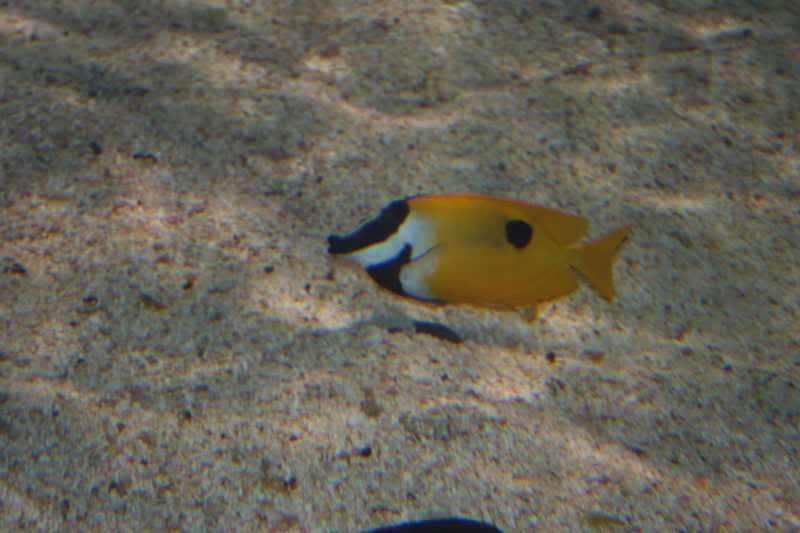 GBaqua047 - My Trip to the Aquarium! (Pic Intense)