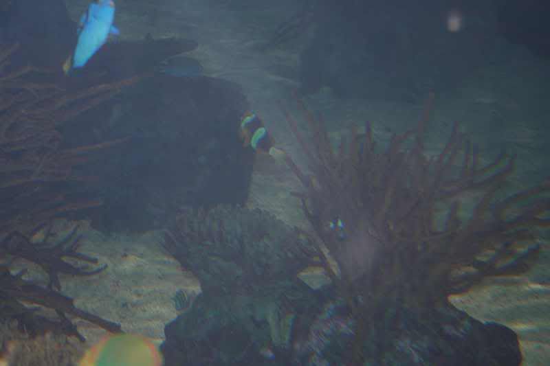 GBaqua048 - My Trip to the Aquarium! (Pic Intense)