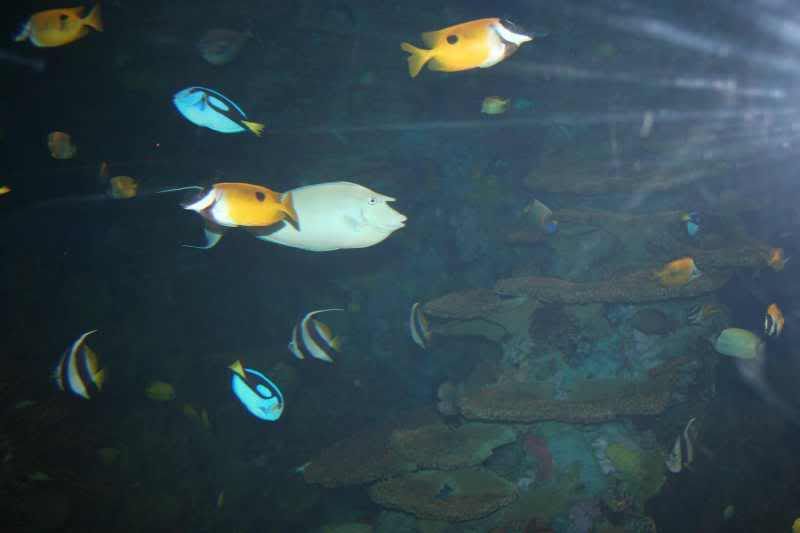 GBaqua055 - My Trip to the Aquarium! (Pic Intense)