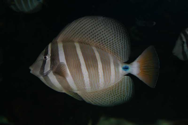 GBaqua057 - My Trip to the Aquarium! (Pic Intense)