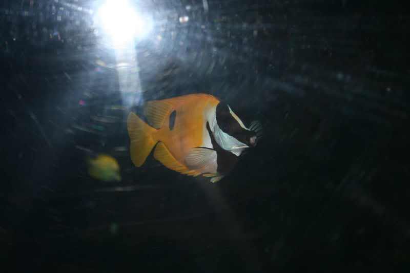 GBaqua058 - My Trip to the Aquarium! (Pic Intense)