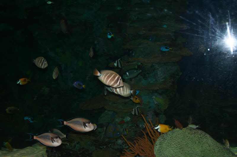 GBaqua061 - My Trip to the Aquarium! (Pic Intense)