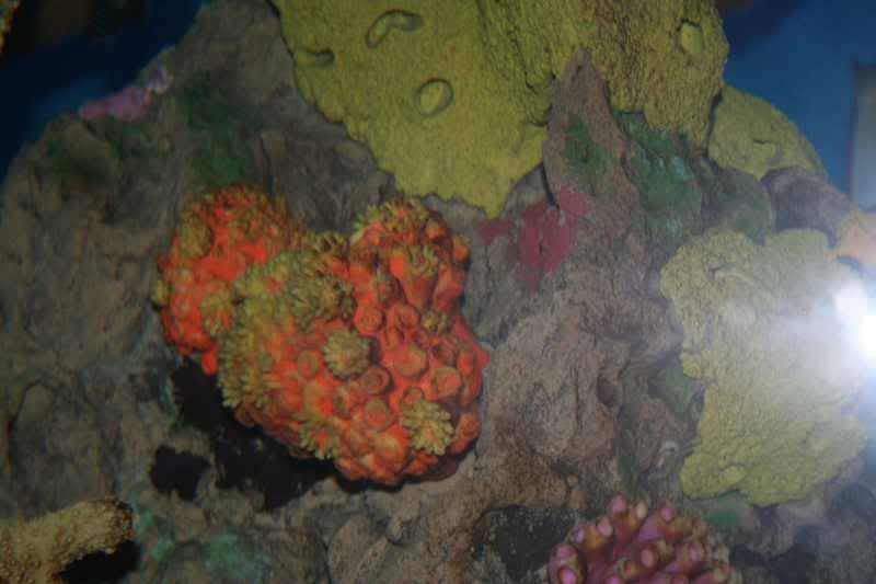 GBaqua063 - My Trip to the Aquarium! (Pic Intense)