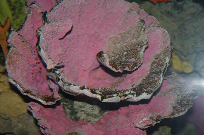 GBaqua065 - My Trip to the Aquarium! (Pic Intense)