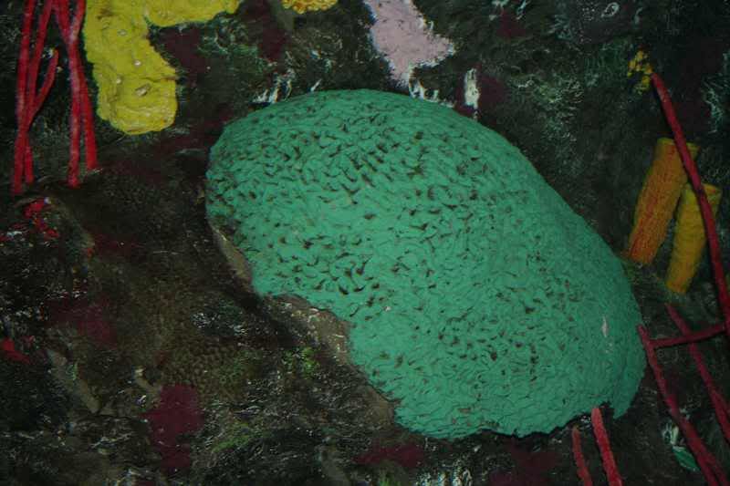 GBaqua067 - My Trip to the Aquarium! (Pic Intense)