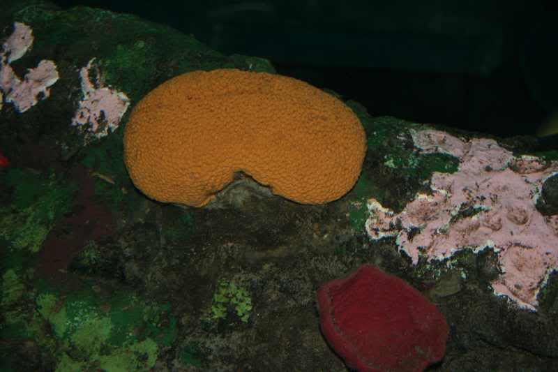 GBaqua071 - My Trip to the Aquarium! (Pic Intense)