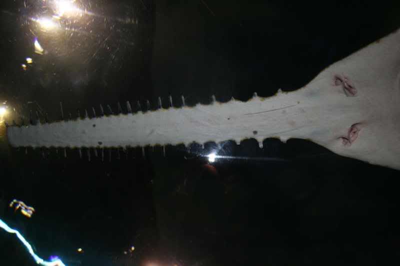 GBaqua072 - My Trip to the Aquarium! (Pic Intense)