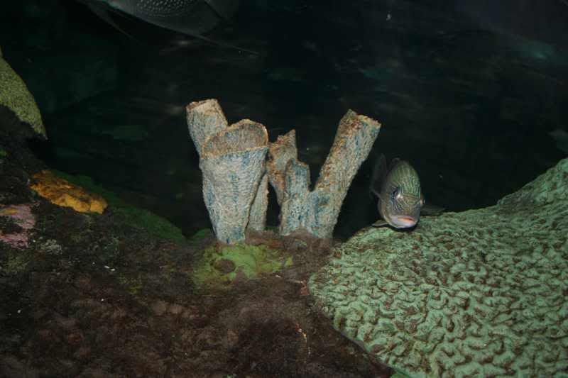 GBaqua073 - My Trip to the Aquarium! (Pic Intense)
