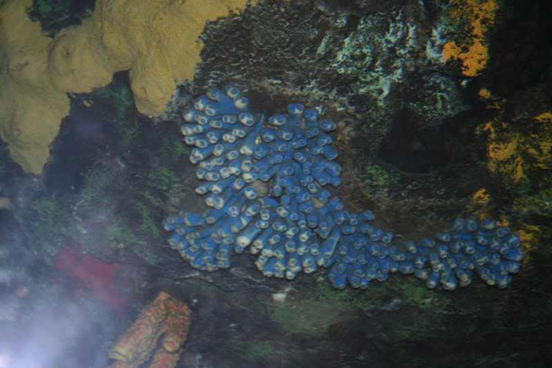 GBaqua074 - My Trip to the Aquarium! (Pic Intense)