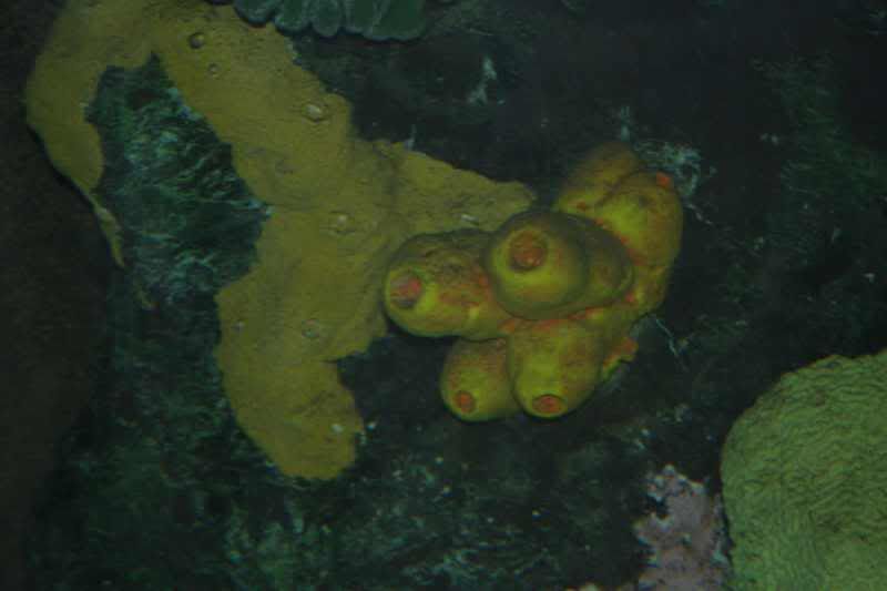GBaqua075 - My Trip to the Aquarium! (Pic Intense)