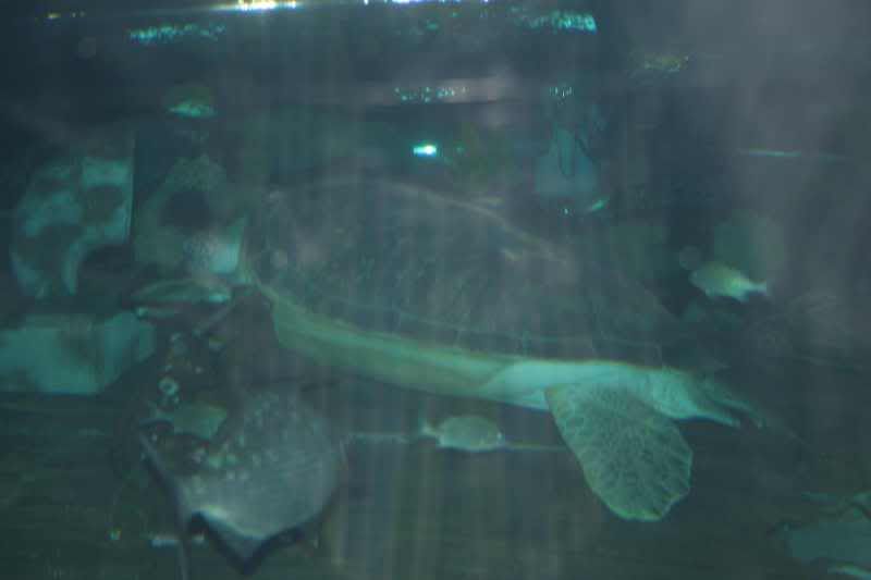 GBaqua077 - My Trip to the Aquarium! (Pic Intense)