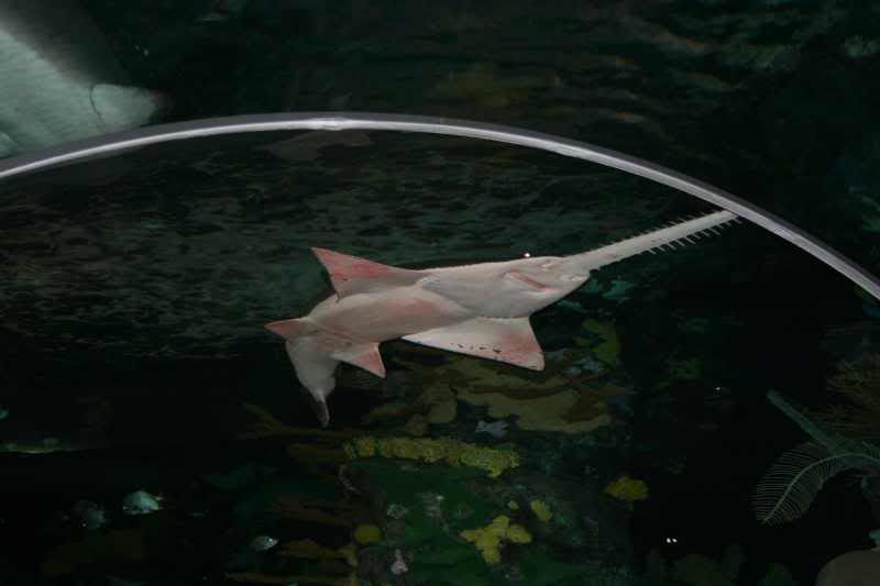 GBaqua078 - My Trip to the Aquarium! (Pic Intense)