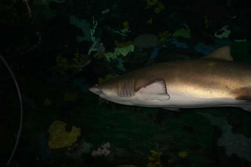 GBaqua079 - My Trip to the Aquarium! (Pic Intense)