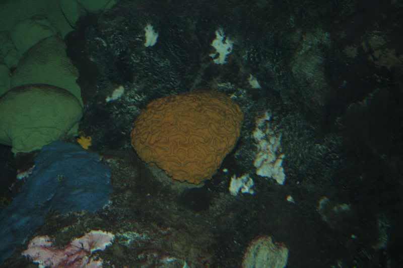 GBaqua081 - My Trip to the Aquarium! (Pic Intense)