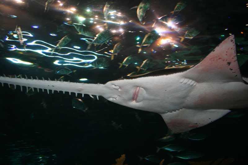 GBaqua086 - My Trip to the Aquarium! (Pic Intense)