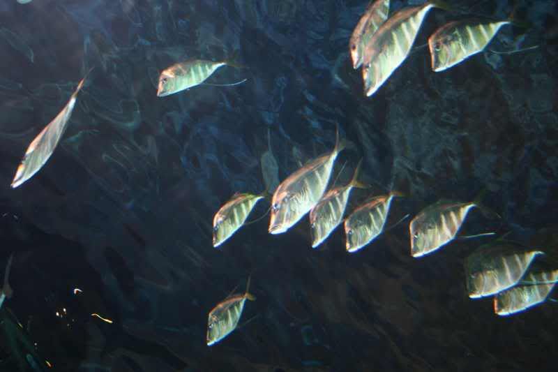 GBaqua087 - My Trip to the Aquarium! (Pic Intense)