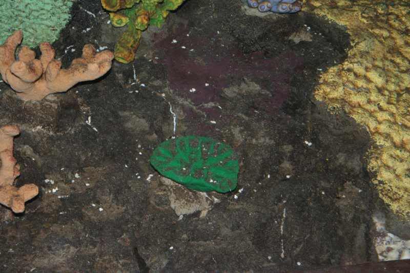 GBaqua088 - My Trip to the Aquarium! (Pic Intense)