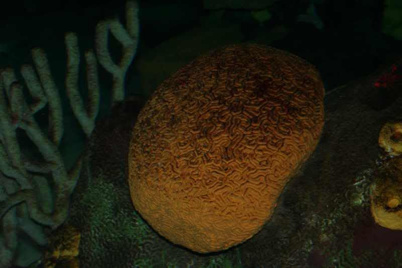 GBaqua091 - My Trip to the Aquarium! (Pic Intense)