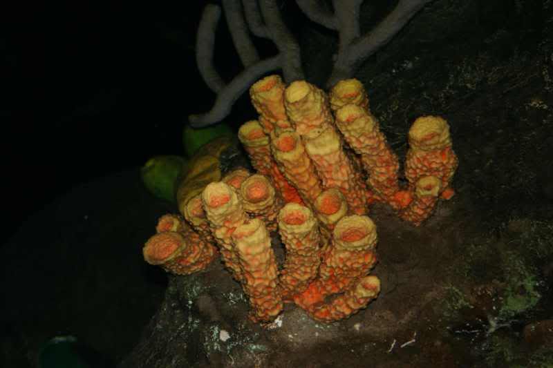 GBaqua092 - My Trip to the Aquarium! (Pic Intense)